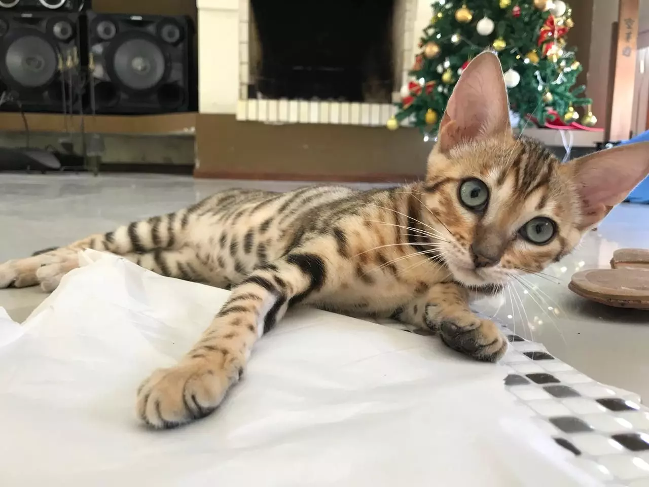 Bengal